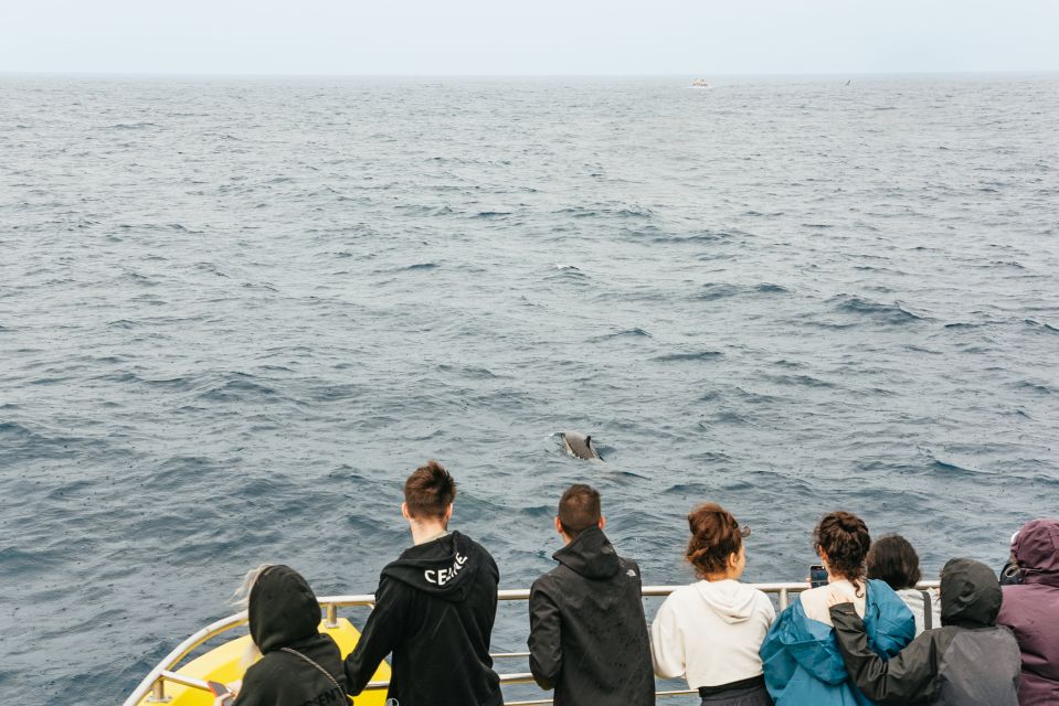 São Miguel: Whale-Watching Cruise with Marine Biologist - Boat Choice in Real Life: Catamaran Comfort vs Speedboat Thrill