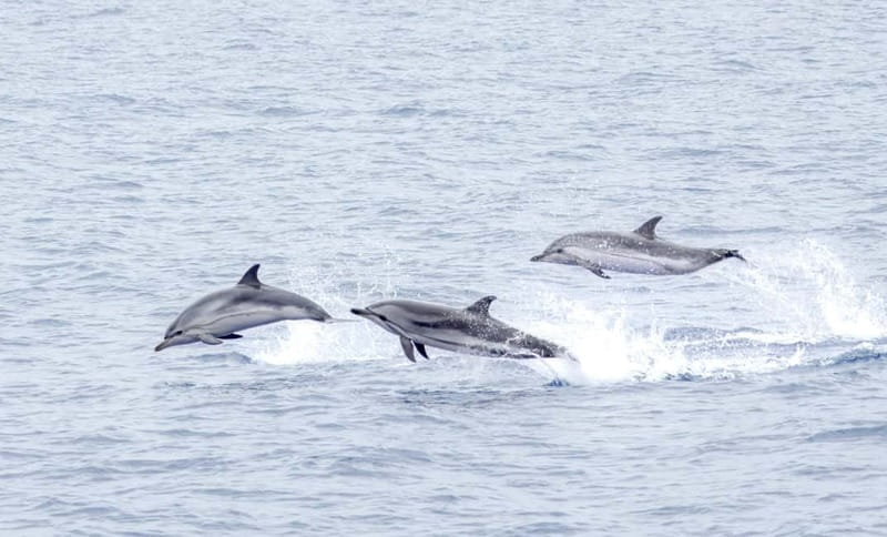 São Miguel: Whale-Watching Cruise with Marine Biologist - What You’ll See During the 2.5 Hours at Sea