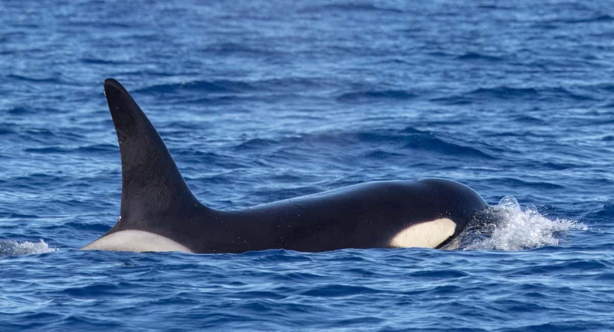 São Miguel: Whale-Watching Cruise with Marine Biologist - The Return Trip: Geological Formations Along São Miguel’s Coast