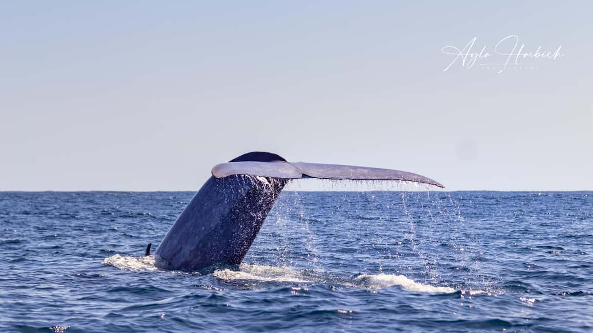 São Miguel: Whale-Watching Cruise with Marine Biologist - Price and Value: What You’re Actually Paying For