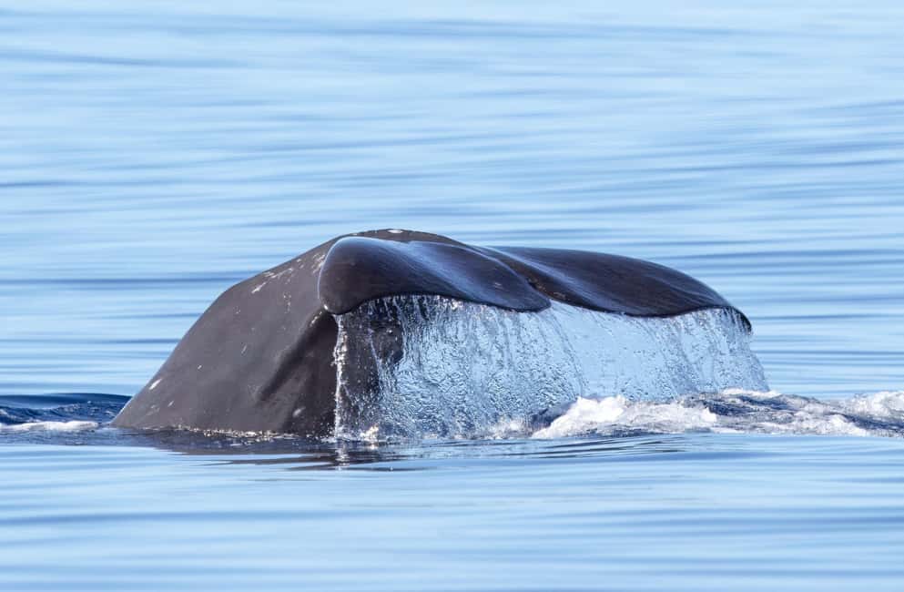 São Miguel: Whale-Watching Cruise with Marine Biologist - Marine Biologists and the Respectful Distance Promise