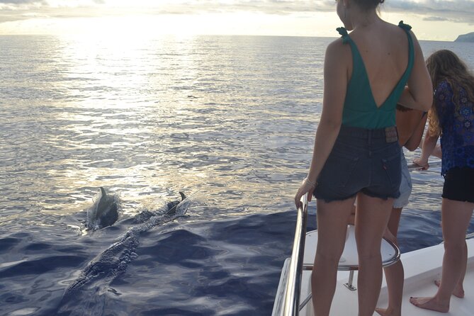 VipDolphins Luxury Whale Watching - Price and value: is $95.53 fair for 3 hours?
