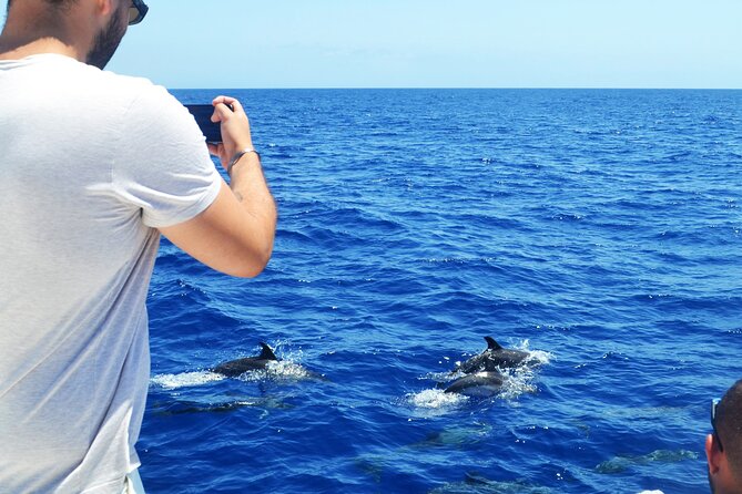 VipDolphins Luxury Whale Watching - Should you book VipDolphins Whale Watching?