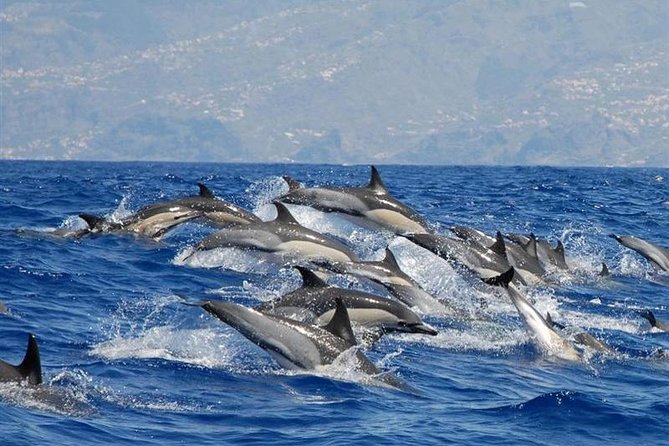 Whale and Dolphin Watching in Calheta, Madeira Island - Calheta, Madeira: Why this port is a strong choice for cetaceans