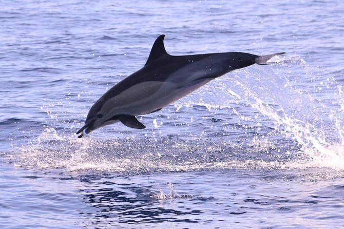 Whale and Dolphin Watching in Calheta, Madeira Island - The 2-hour RIB ride: what the timing gets you