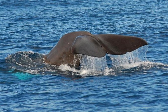 Whale and Dolphin Watching in Calheta, Madeira Island - Onboard experience: live commentary and a crew that respects the wildlife