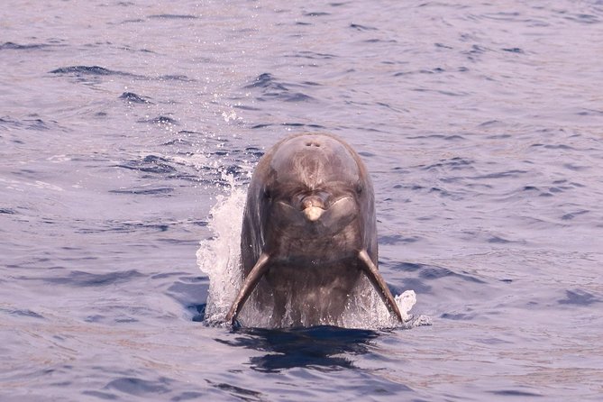 Whale and Dolphin Watching in Calheta, Madeira Island - What you can realistically see off Madeira