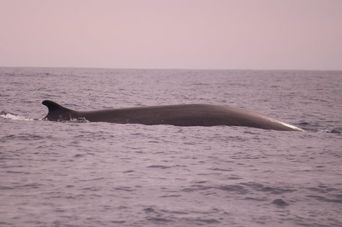 Whale and Dolphin Watching in Calheta, Madeira Island - The deck viewpoint: coastal views plus real-time spotting