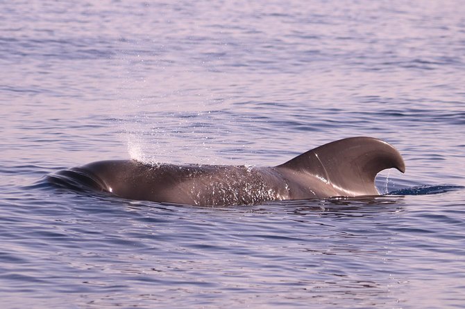 Whale and Dolphin Watching in Calheta, Madeira Island - Comfort and safety: the ride is fast, so pack for it