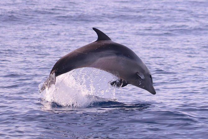 Whale and Dolphin Watching in Calheta, Madeira Island - Price and value: is $72.56 worth it?