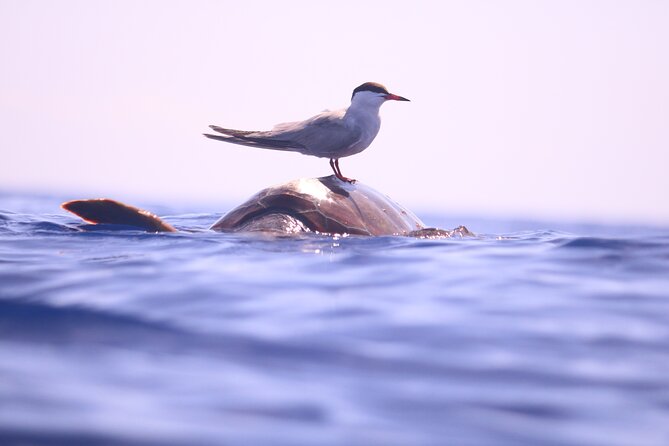 Whale and Dolphin Watching in Calheta, Madeira Island - Where you meet and how the trip ends