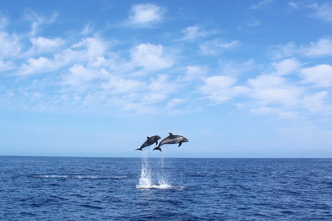 Whale and Dolphin Watching Tour in Madeira - Getting On the Water at Calheta Marina (On Tales meets you in town)