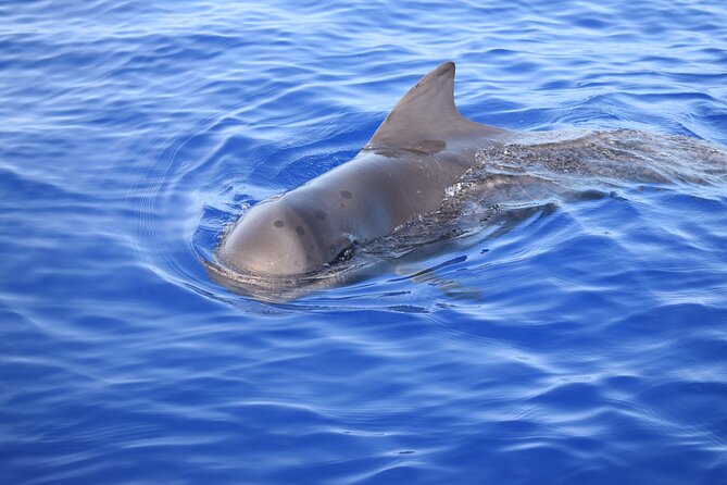 Whale and Dolphin Watching Tour in Madeira - Departure Times That Change the Plan: sunset is for snorkeling, not whales