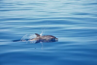 Whale and Dolphin Watching Tour in Madeira - Swim and Snorkel on Madeira’s South-West Coast (warm, clear, and close to shore)
