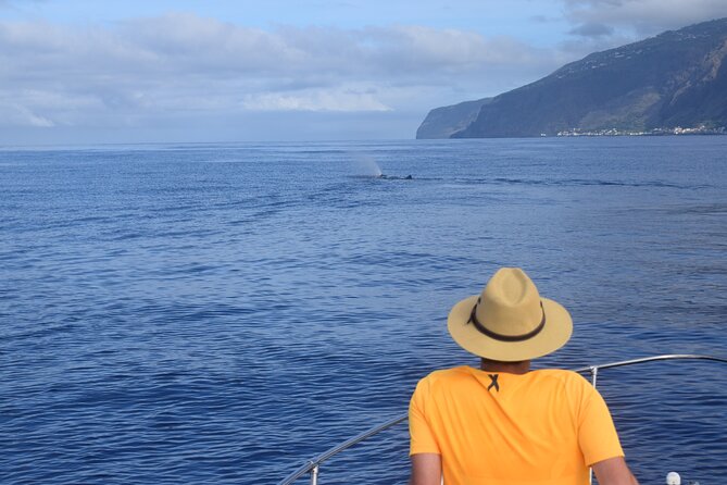 Whale and Dolphin Watching Tour in Madeira - Who Should Book This Tour (and who should consider another option)