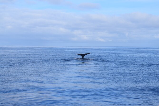 Whale and Dolphin Watching Tour in Madeira - Should you book the Whale and Dolphin Watching Tour in Madeira?