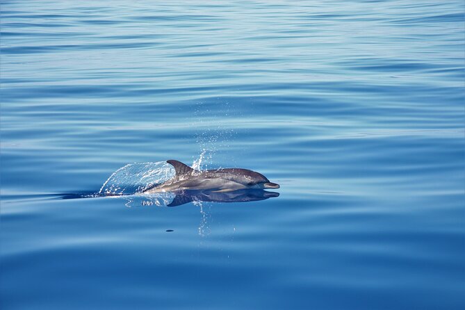 Whale and Dolphin Watching Tour in Madeira - Swim and Snorkel on Madeira’s South-West Coast (warm, clear, and close to shore)